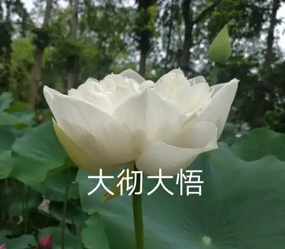 有什么适合四十多岁爸爸妈妈的微信头像? - 知乎