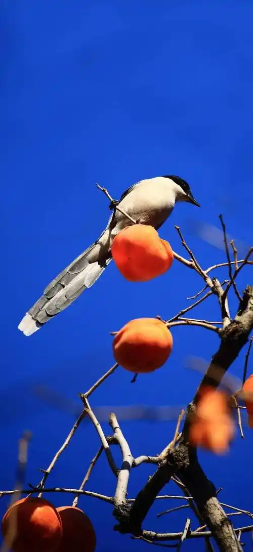双语·每日壁纸丨喜鹊啄食
