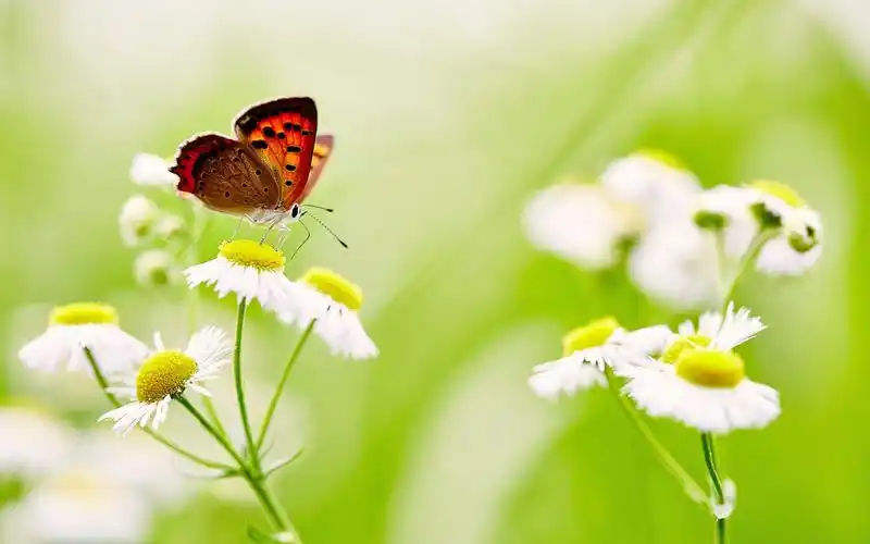 一组清新唯美小雏菊花卉图片分享给大                    壁纸,关注
