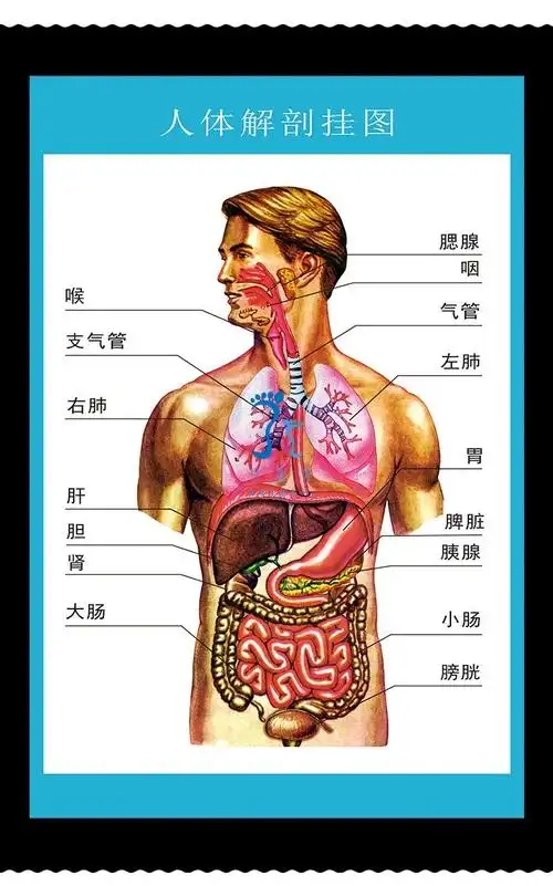 很多人都想知道自己的人体内脏器官图片