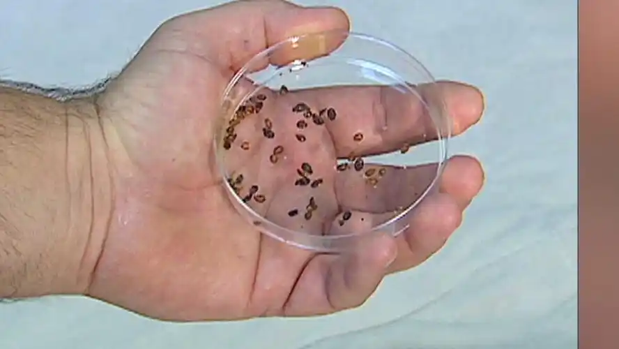 美国沃尔玛里有人恶意到处放床虱臭虫 超难除的寄生虫 缺大德了!