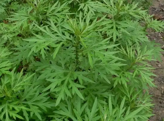 野艾蒿和艾草的区别 野艾蒿的功效与作用