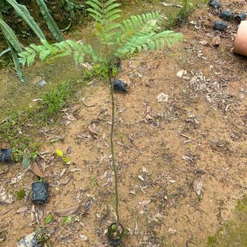 蓝花楹树苗珍贵名贵绿植开花兰花楹苗兰花楹树苗行道室外庭院批发