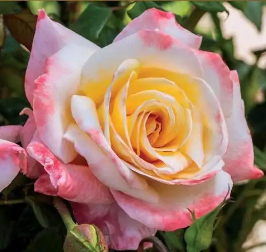 今天是一年一度的"国际女神节",谨以此花献给女性朋友,祝福你们节日