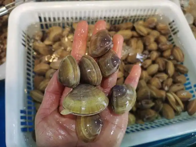 生蚝便宜一些 几块一个今天的图是黄蚬子鸟贝芒果螺扇贝生蚝美贝竹称