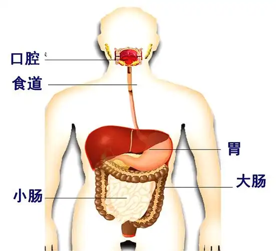 食物残渣进入大肠继续吸收营养和水分后排出体外.