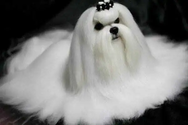 世界十大最小的狗最小吉娃娃体重仅有1公斤左右