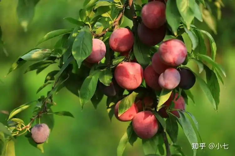有庭院的朋友不妨种吉利果树夏天果实成熟一家人吃不完
