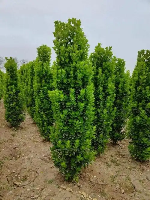 北海道黄杨怎么样?