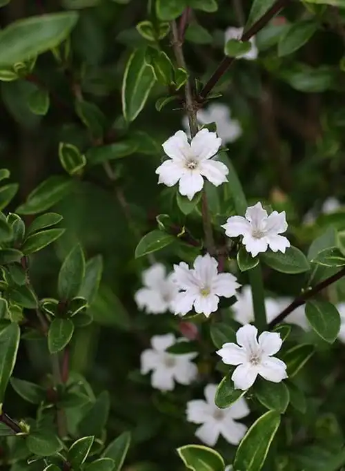 六月雪形态及培育指南