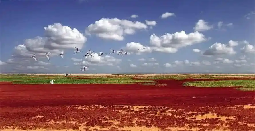 黄河廿年不断流,飞鸟翔集黄河口,欣赏自然风光这季节刚刚好