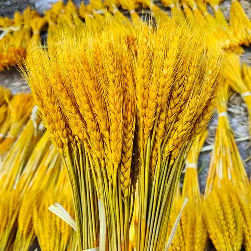 金色大麦厂家批发 天然麦穗干花搭配花束 婚庆开业装饰大麦花篮