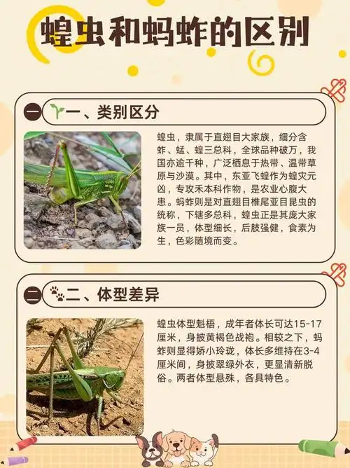 蝗虫和蚂蚱的区别