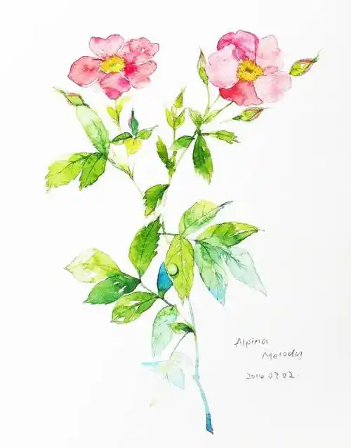 水粉画植物小清新简单水粉画植物小清新简单文艺肉肉