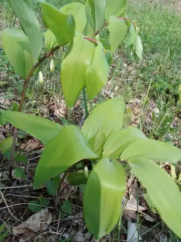 小玉竹(中药:玉竹)