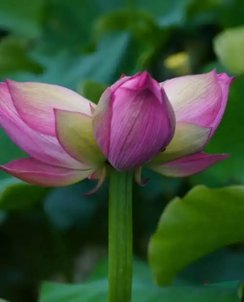 云南丽江惊现罕见三蒂莲 游客蜂拥而至赏花忙