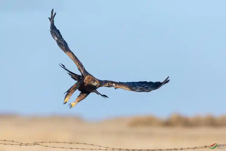 (金雕)大鹏展翅(祝贺获首页精华)