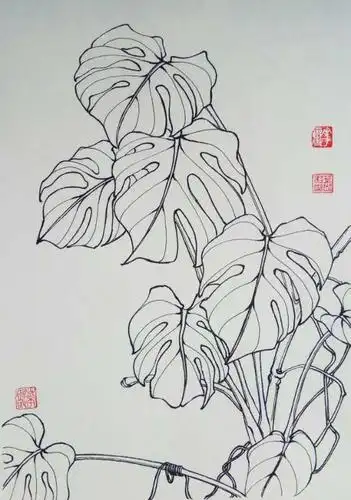 26,叶志军的钢笔画九百四十五——龟背竹(中性笔白描花卉写生习作)