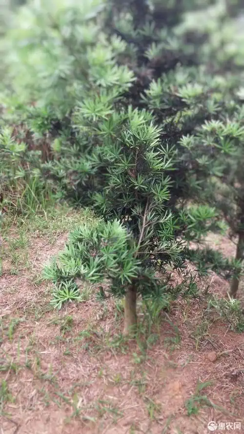 海岛罗汉松 有大有小原生苗.