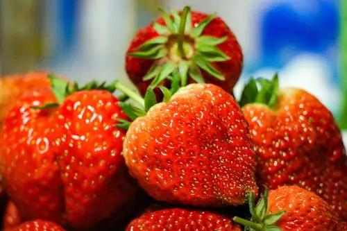 草莓