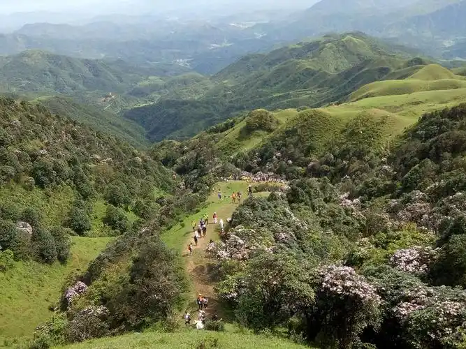 阳春双滘鸡笼顶花开成海,还有草海,云海,秀美山川,景色养眼,充满温馨!
