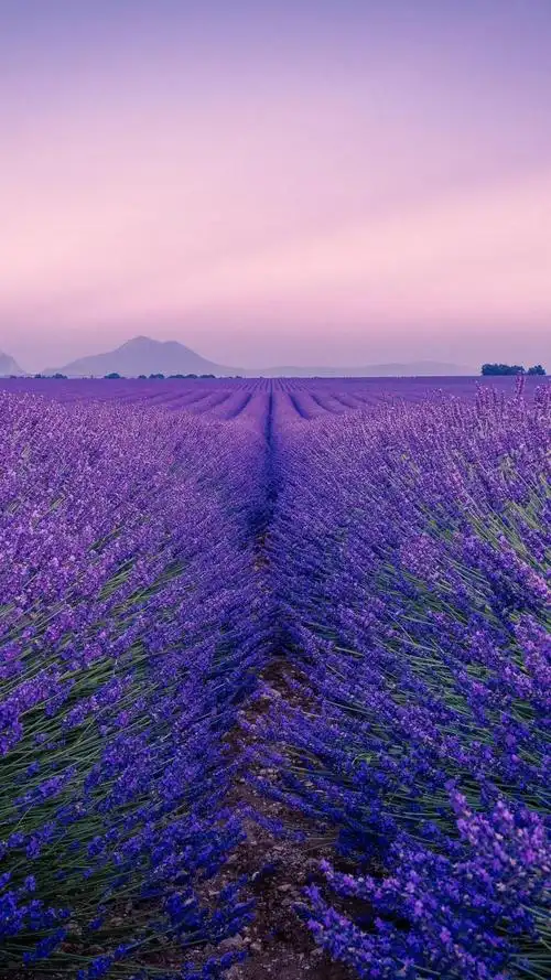 唯美迷人的薰衣草花海高清原图查看