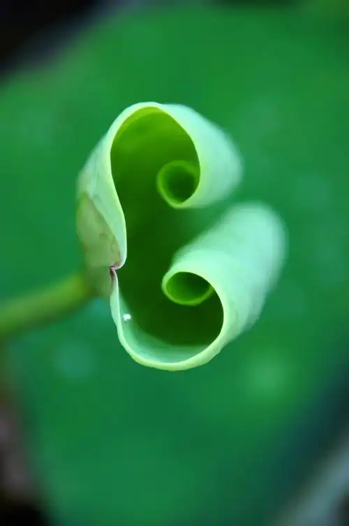 《一叶一菩提》2