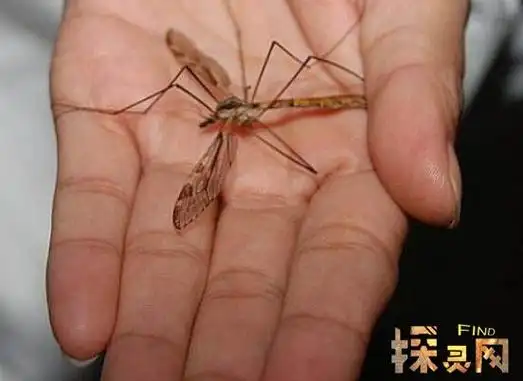 世界上最大的蚊子远古巨蚊体长40厘米能吃人图片
