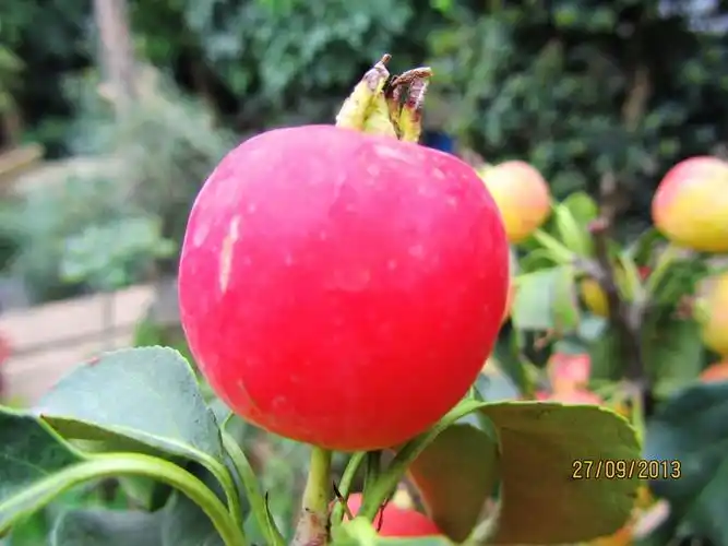 硕果累累真是美