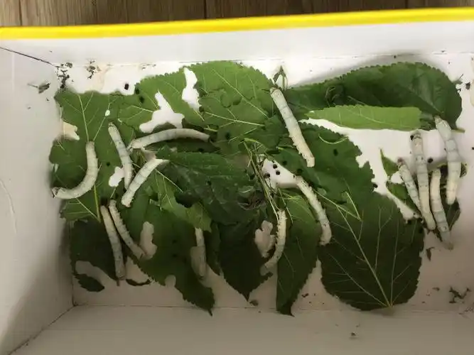 二十天左右,蚕宝宝又长大了,大约有2厘米长,食量开始增加,身体慢慢变