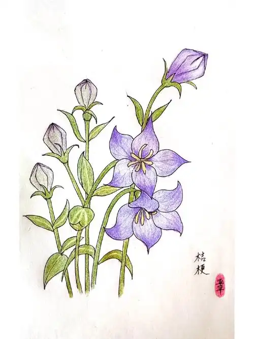 手绘临摹269天桔梗