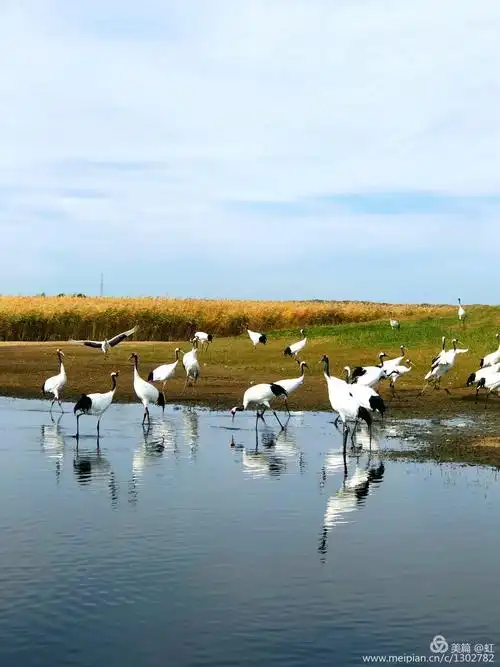 齐齐哈尔~扎龙自然保护区