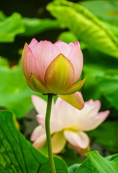 公园荷花初开放(20200713)