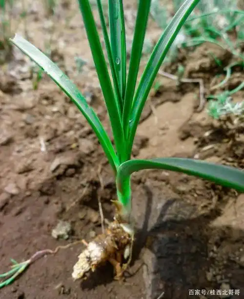 知母的生长条件和留种技术