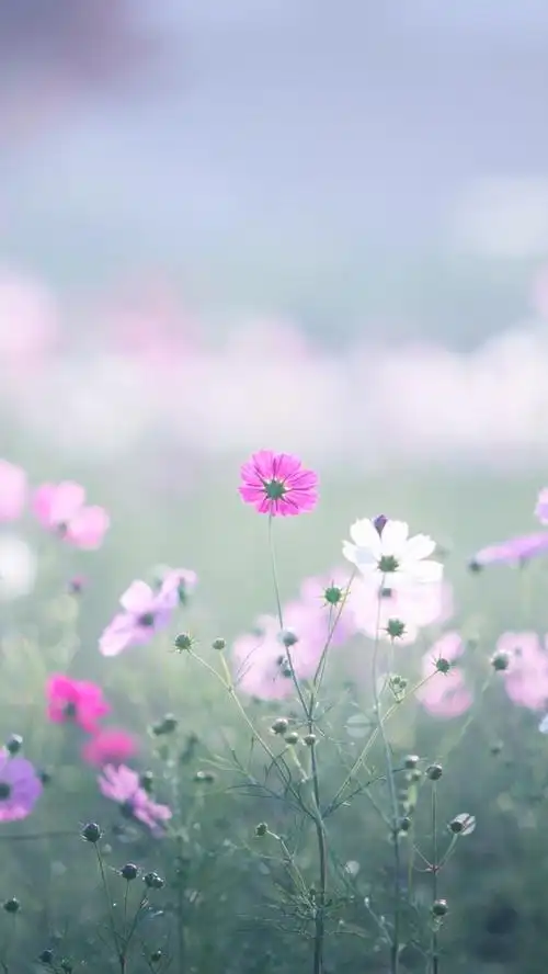 小清新摄影h5背景