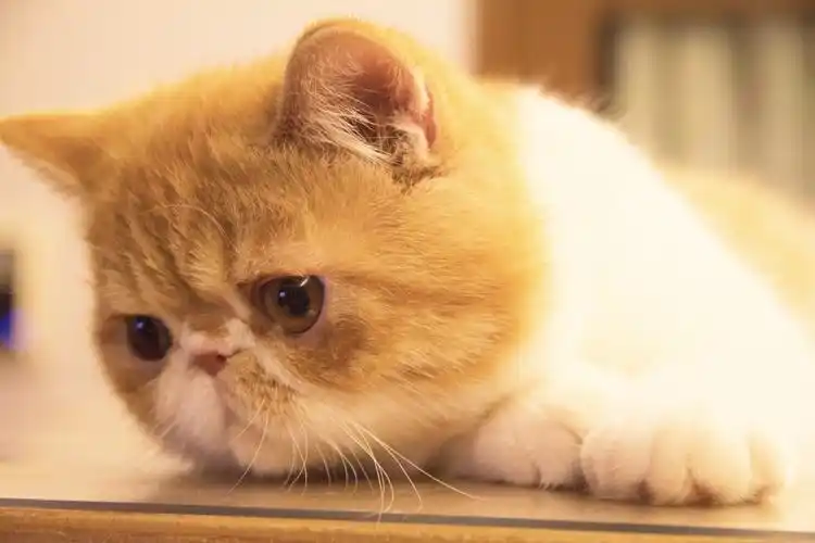 喵奴92_手镯_可爱_小红书