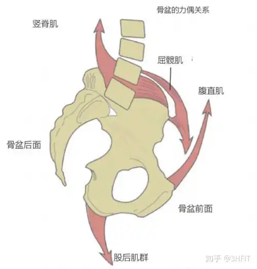 如何锻炼改善骨盆前倾