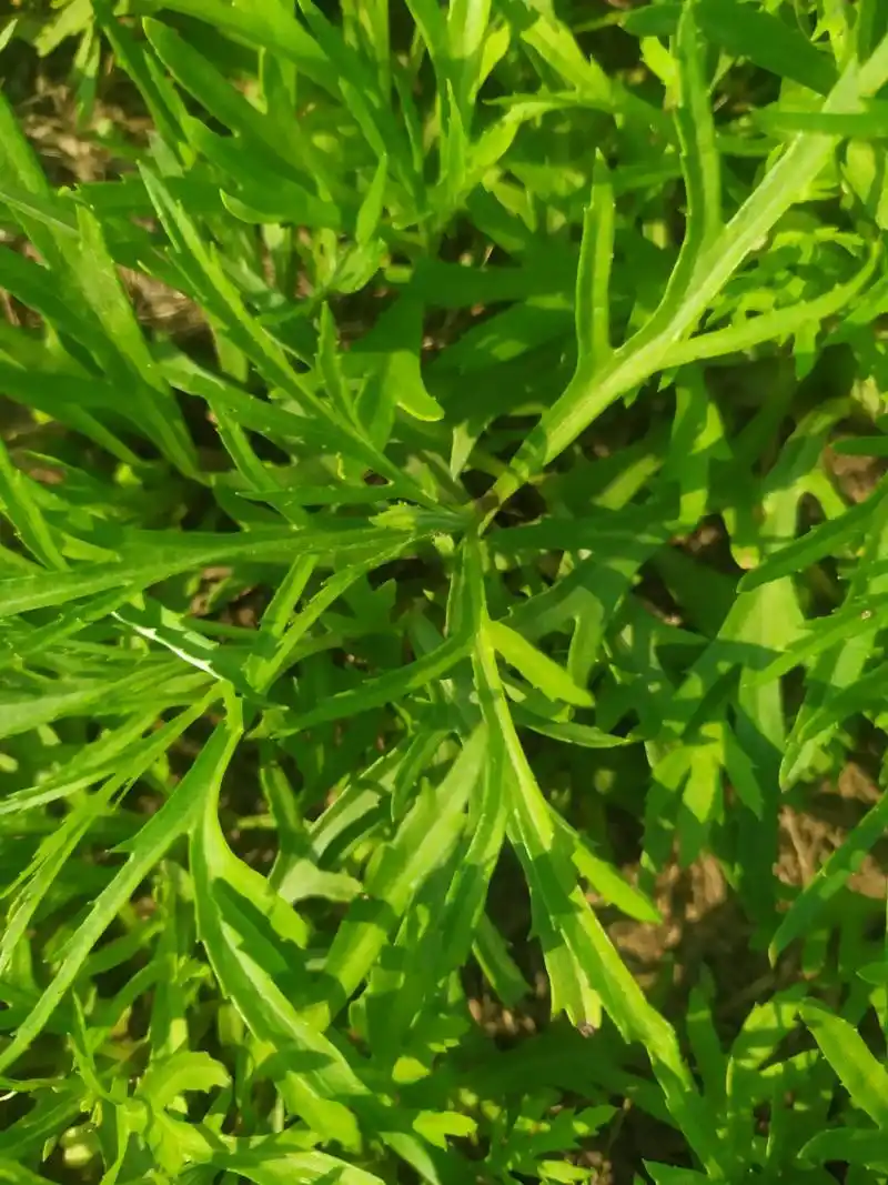 娄蒿又名芦蒿,黎蒿,泥篙,菠蒿,水蒿,柳蒿,狭叶艾等别称 # - 抖音