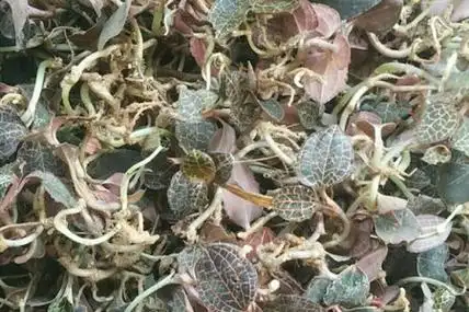 金线莲的功效与作用金线莲图片