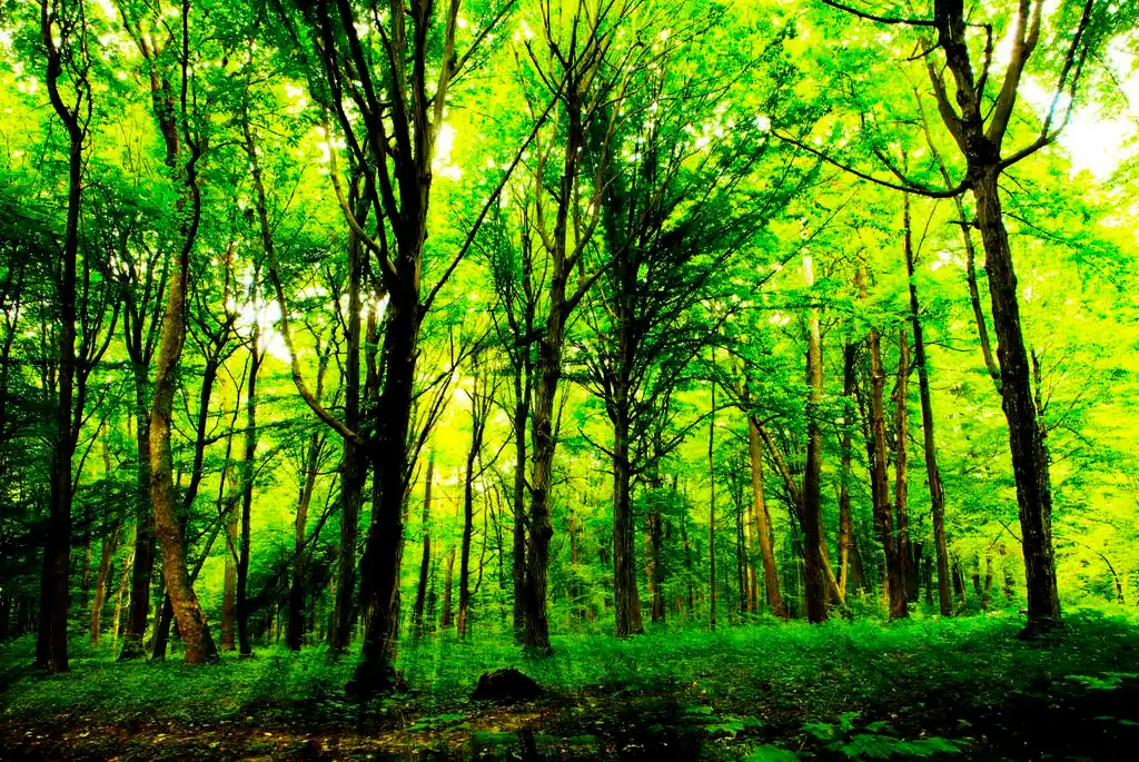 森林 ,森林树.自然绿木阳光背景.