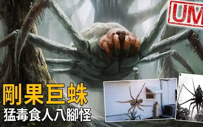 刚果巨型蜘蛛,隐身于丛林中猛毒食人的八脚怪.