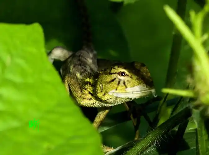 夏虫物语6——蜥蜴
