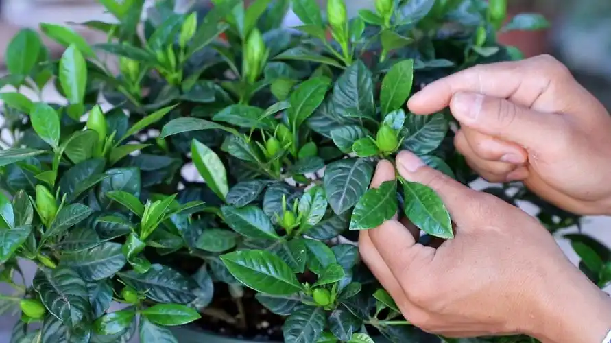 栀子花什么时候长花苞,栀子花不长花苞怎么办