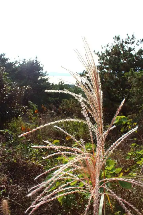 济州岛十二月单身狗吹着年末凌厉的风