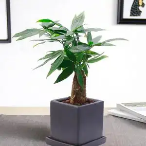 发财树盆栽客厅四季常青招财图片