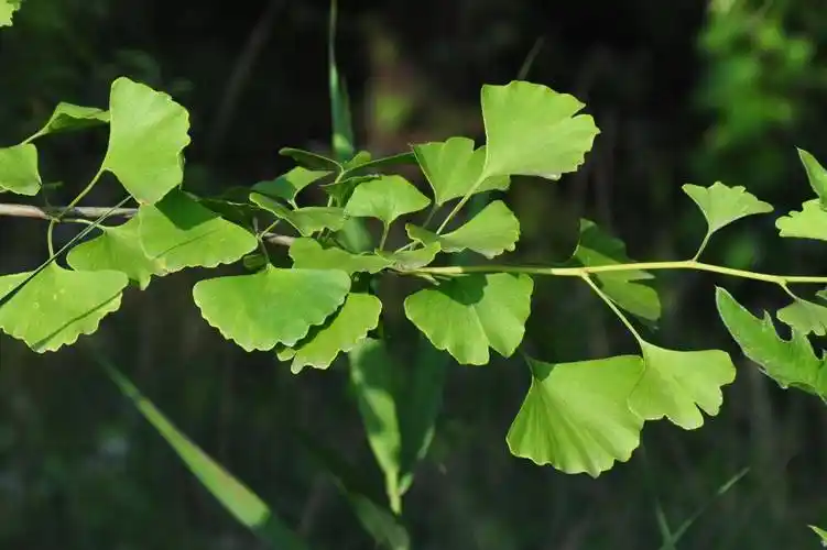 银杏为速生珍贵的用材树种,边材淡黄色,心材淡黄褐色,结构细,质轻软