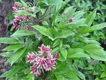 总之,鸡血藤是一种功效多样,应用广泛的中医药材.