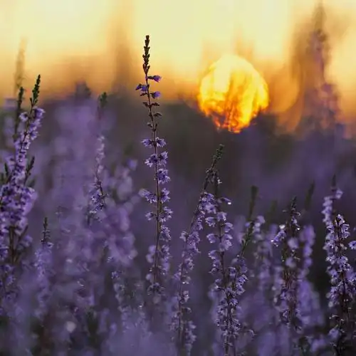 唯美植物意境图片1024*1024高清壁纸高清大图预览其它尺寸_植物壁纸下