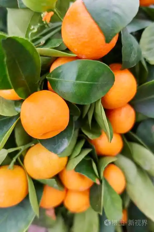 成熟的桔子在植物