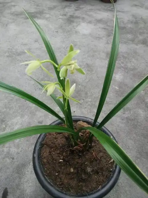 这是金边四季兰吗,价格多少.